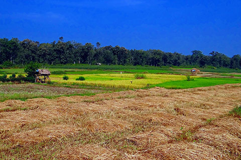 paddy-harvest-1