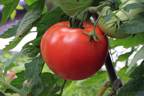 tomato